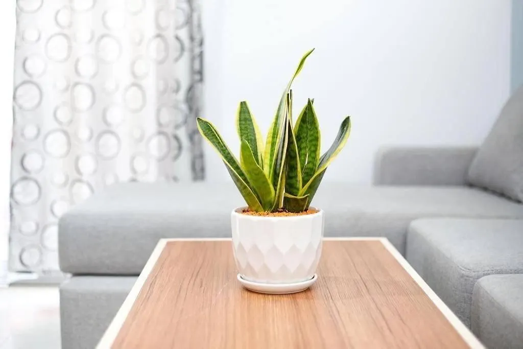 Cozy Central Apartment Vlore